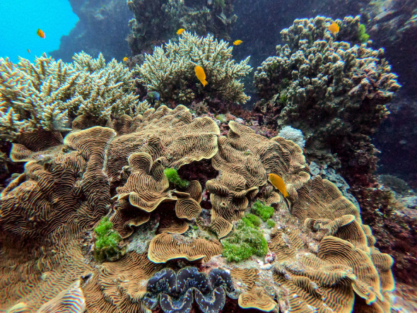 افضل 10 وجهات سياحية في أستراليا: دليل لأجمل الأمكان 2026 4 الحاجز المرجاني العظيم (Great Barrier Reef).