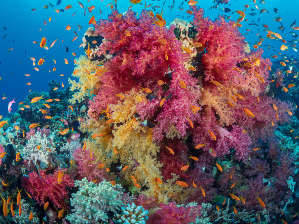 أفضل 12 مكان سياحي في مصر: دليل لأجمل المناطق والمعالم السياحية 2026 7 مرسى علم